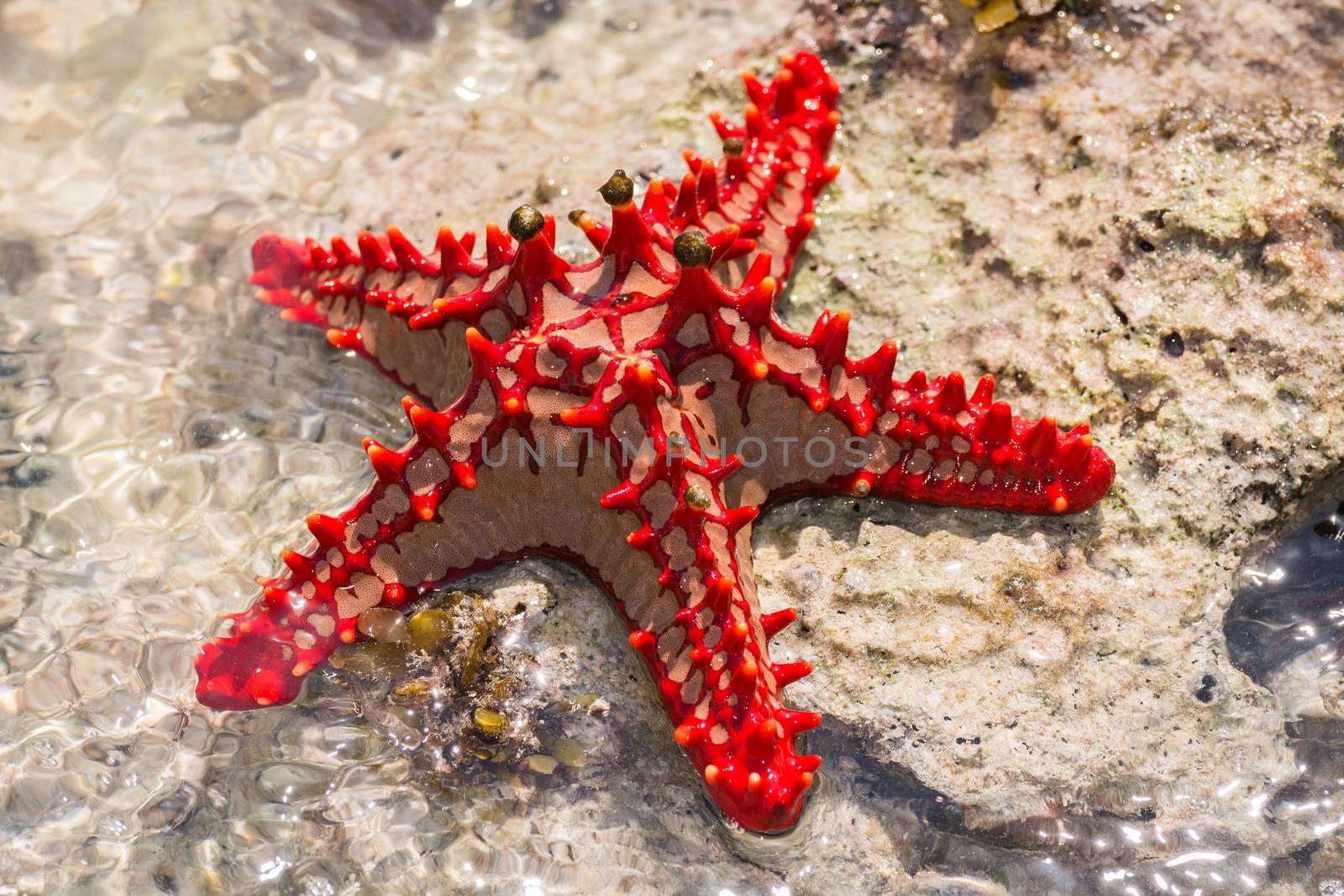 Close-up at red starfish lying on the rock, zanzibar republic of Tanzania.