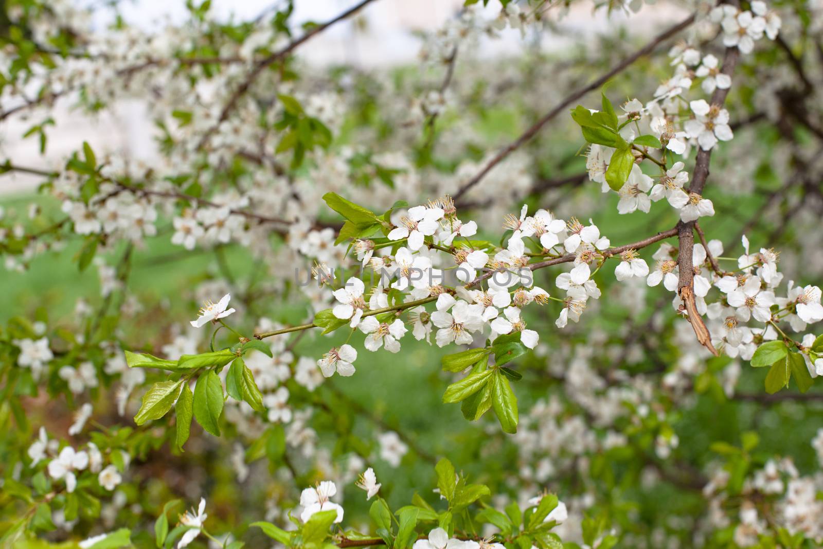 Apple flowers by foaloce