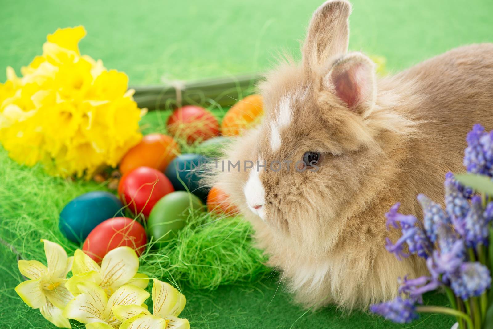 Easter Bunny with eggs and flower. Selective focus. Focus on rabbit.