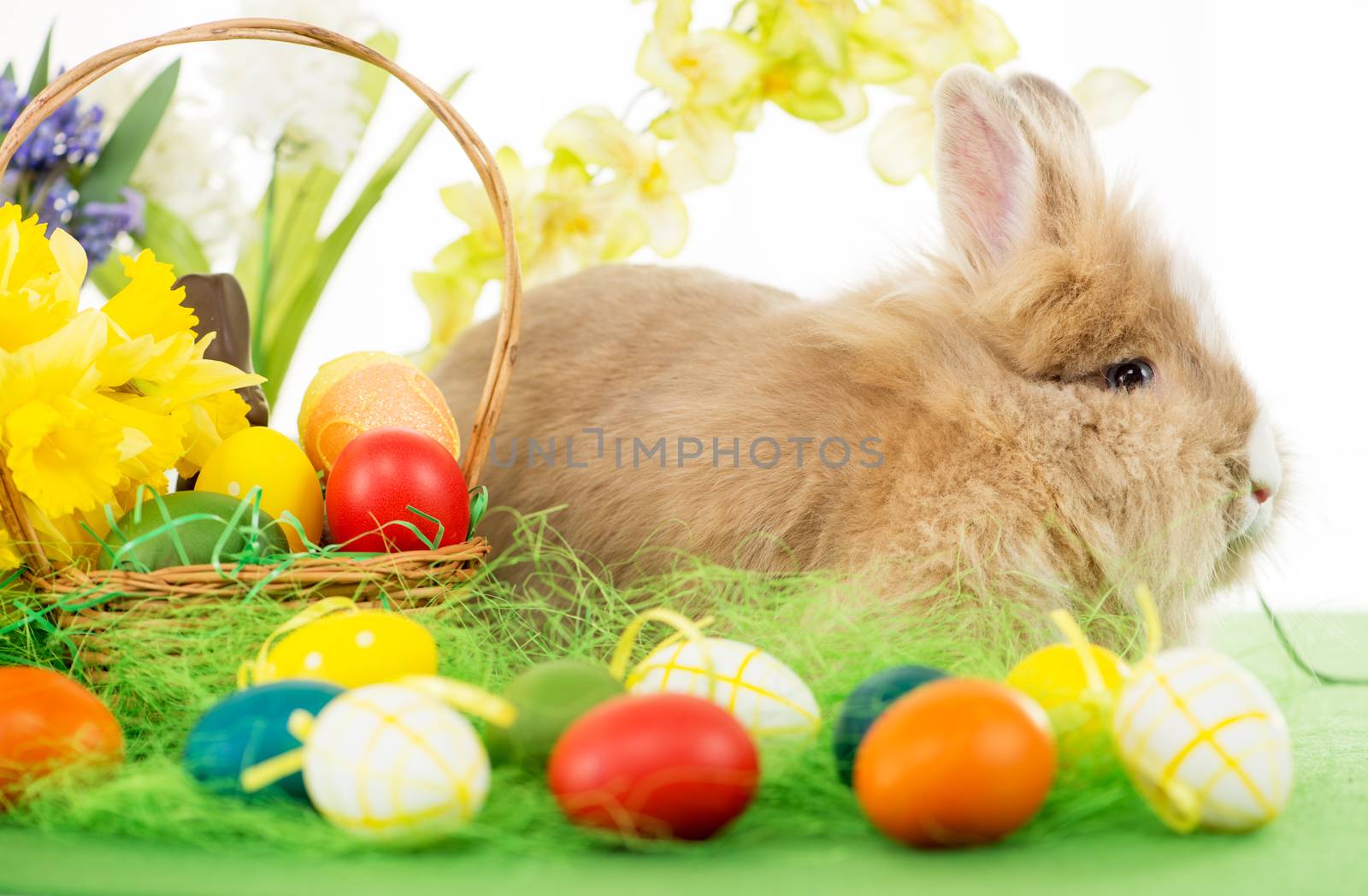 Easter Bunny by MilanMarkovic78