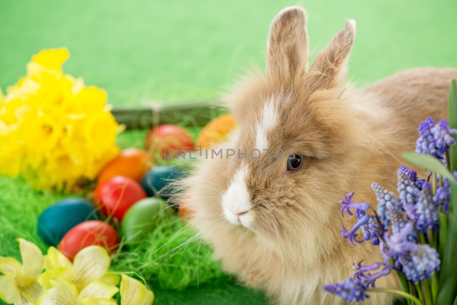 Easter Bunny with eggs and flower. Selective focus. Focus on rabbit.