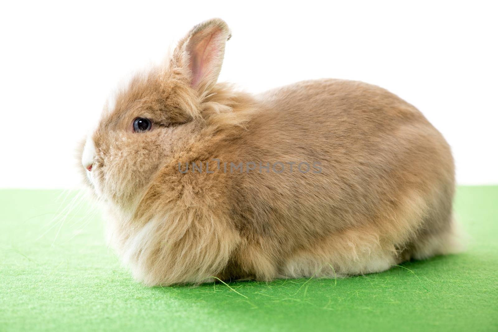 Beautiful little fluffy Rabbit