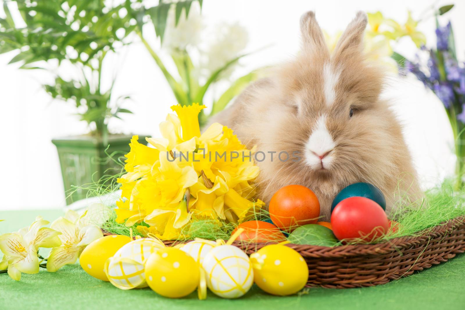 Easter Bunny by MilanMarkovic78