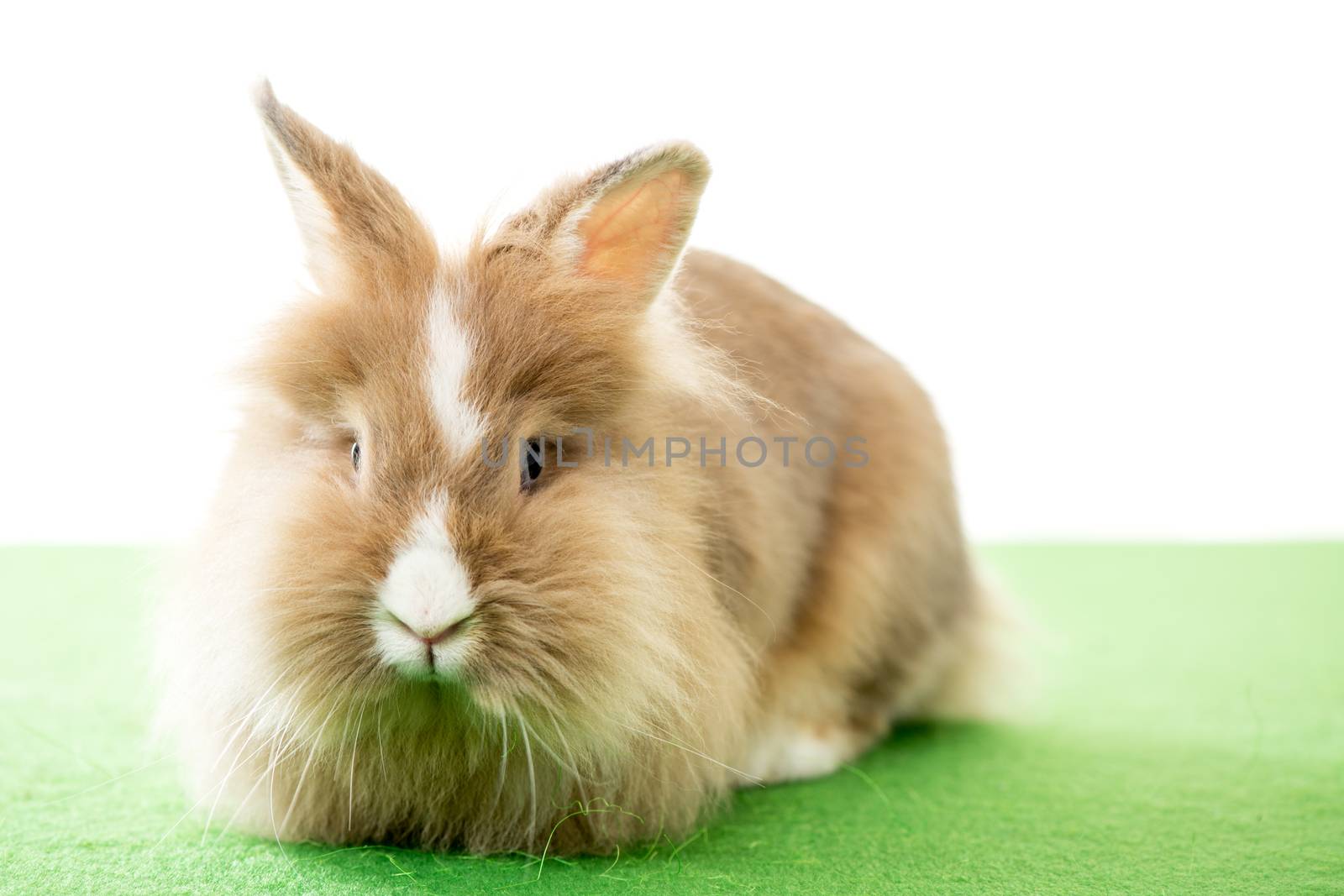 Beautiful little fluffy Rabbit