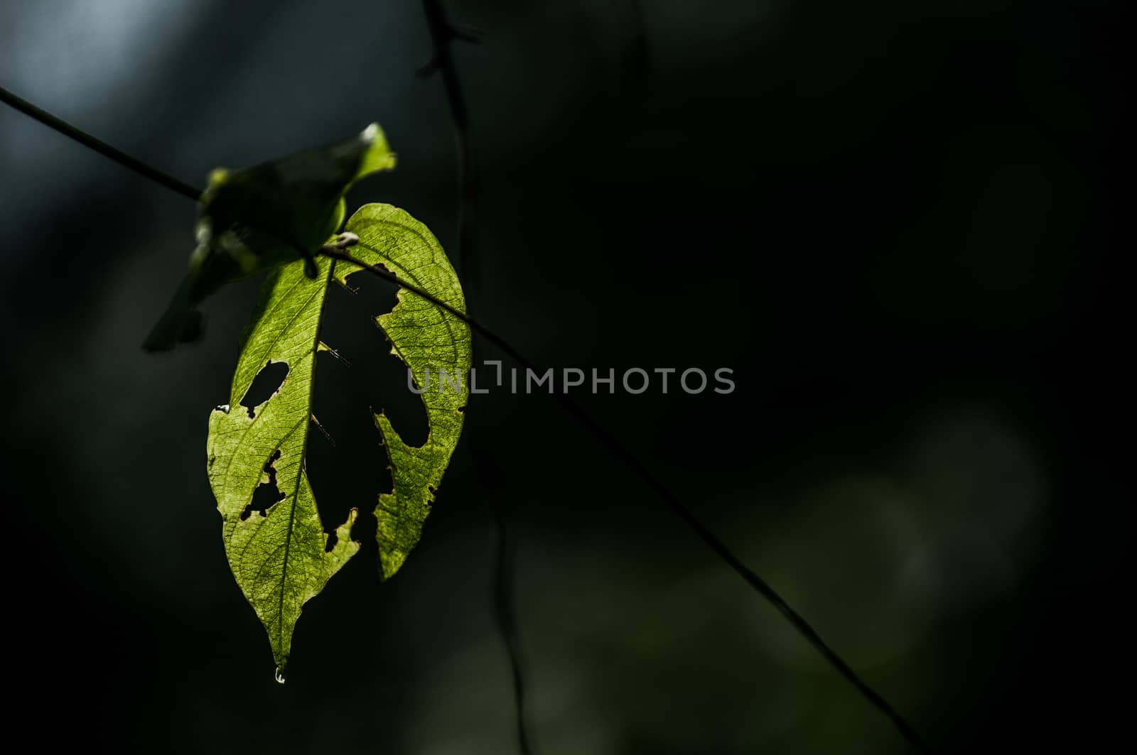 A shot of a leaf with the texture of the leaf was highlighted by a back light.