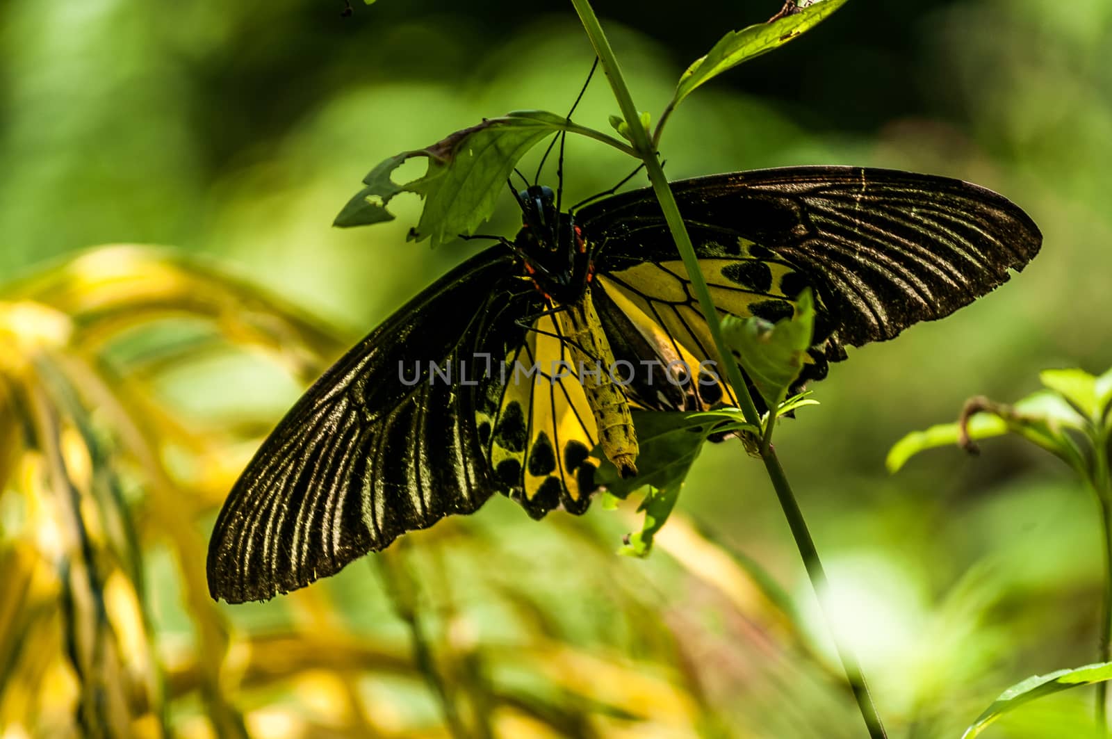 A shot of a big yellow butterfly.