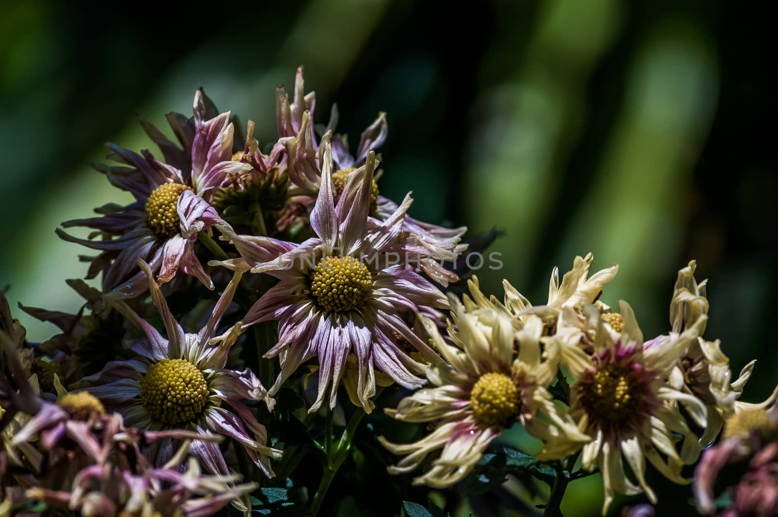A shot of colorful flowers.