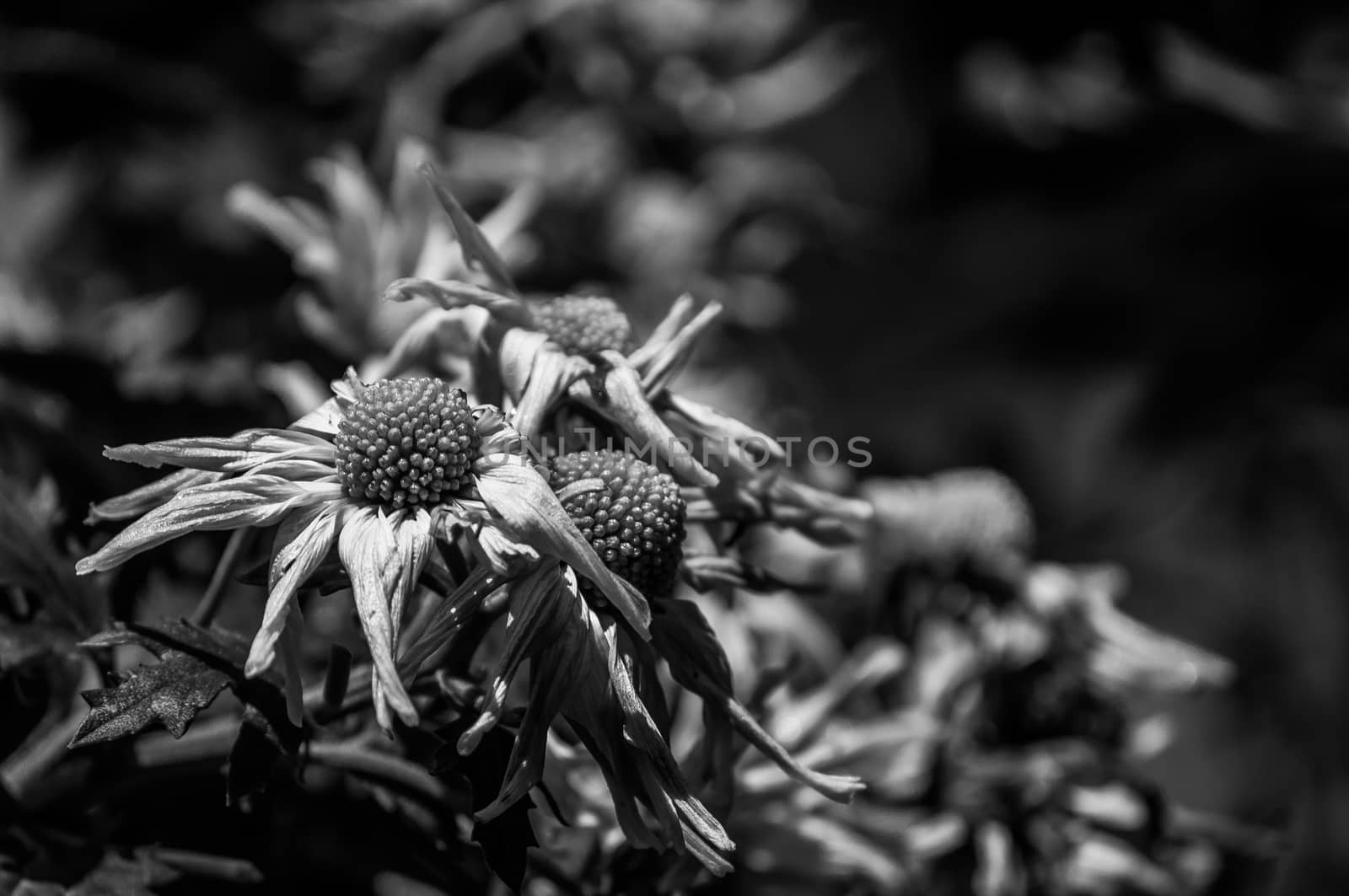 A black and white shot of flowers.