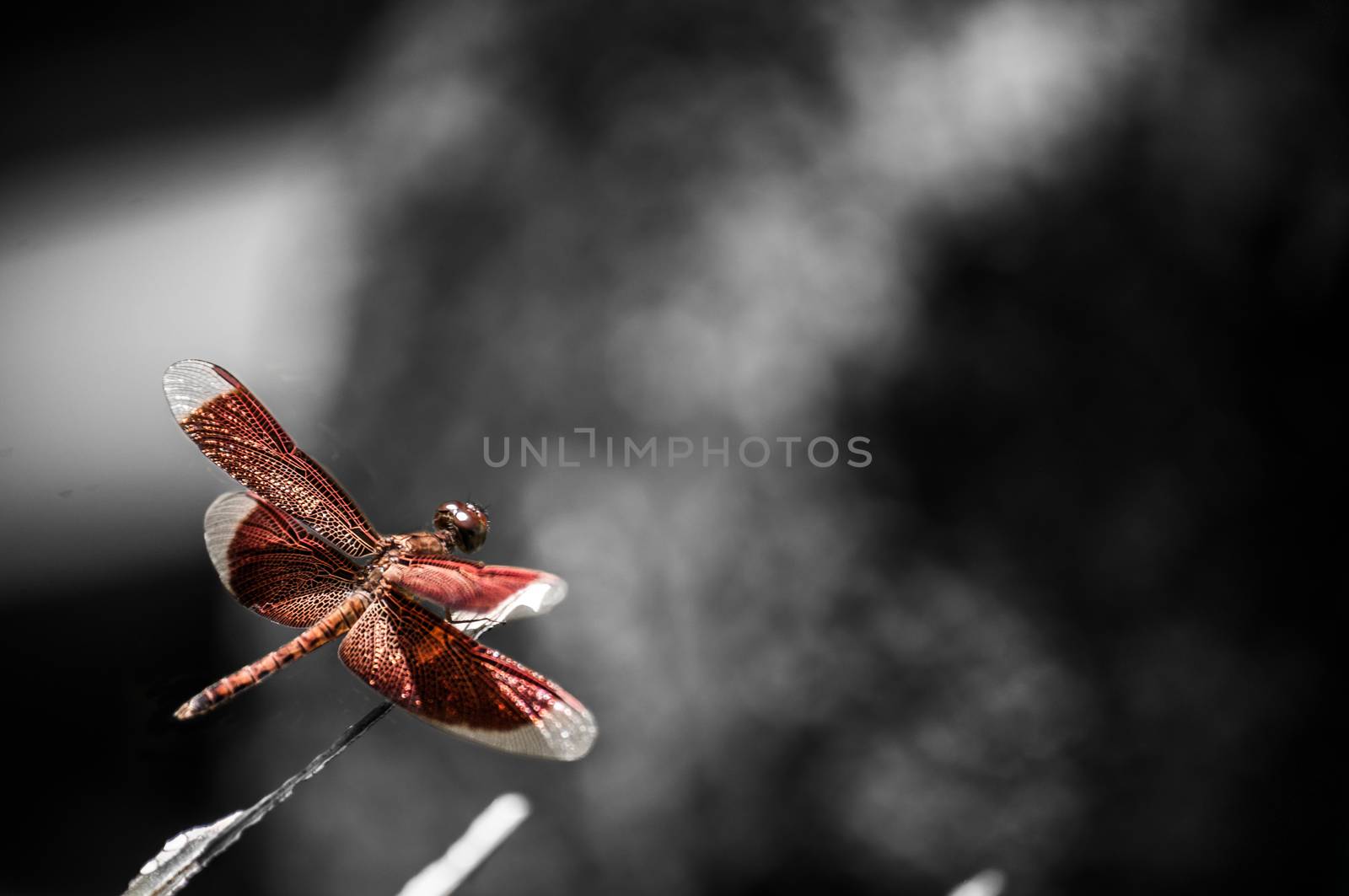 A shot of a red dragonfly