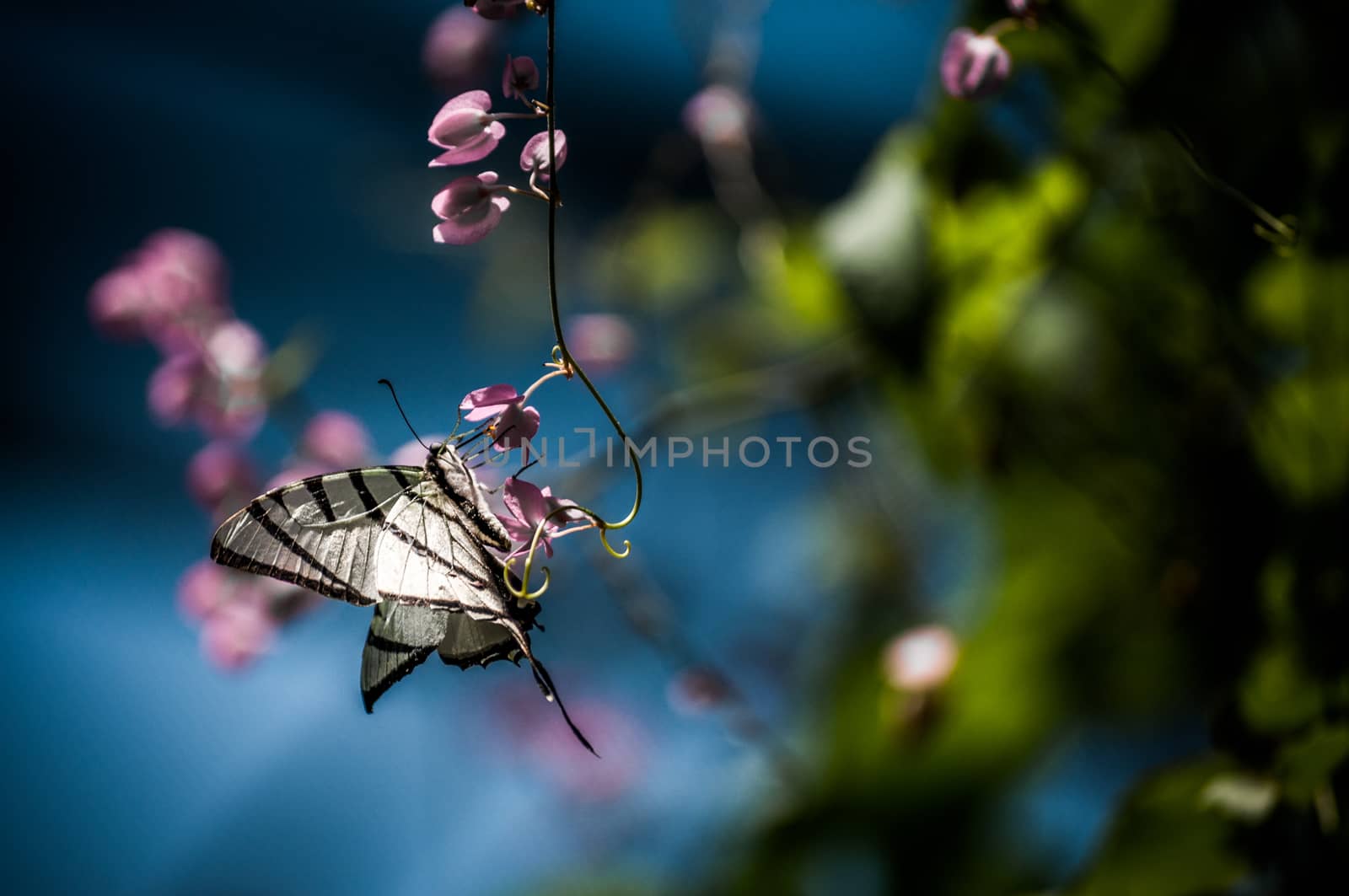 A shot of a tiger swallowtail butterfly on a pink flower.