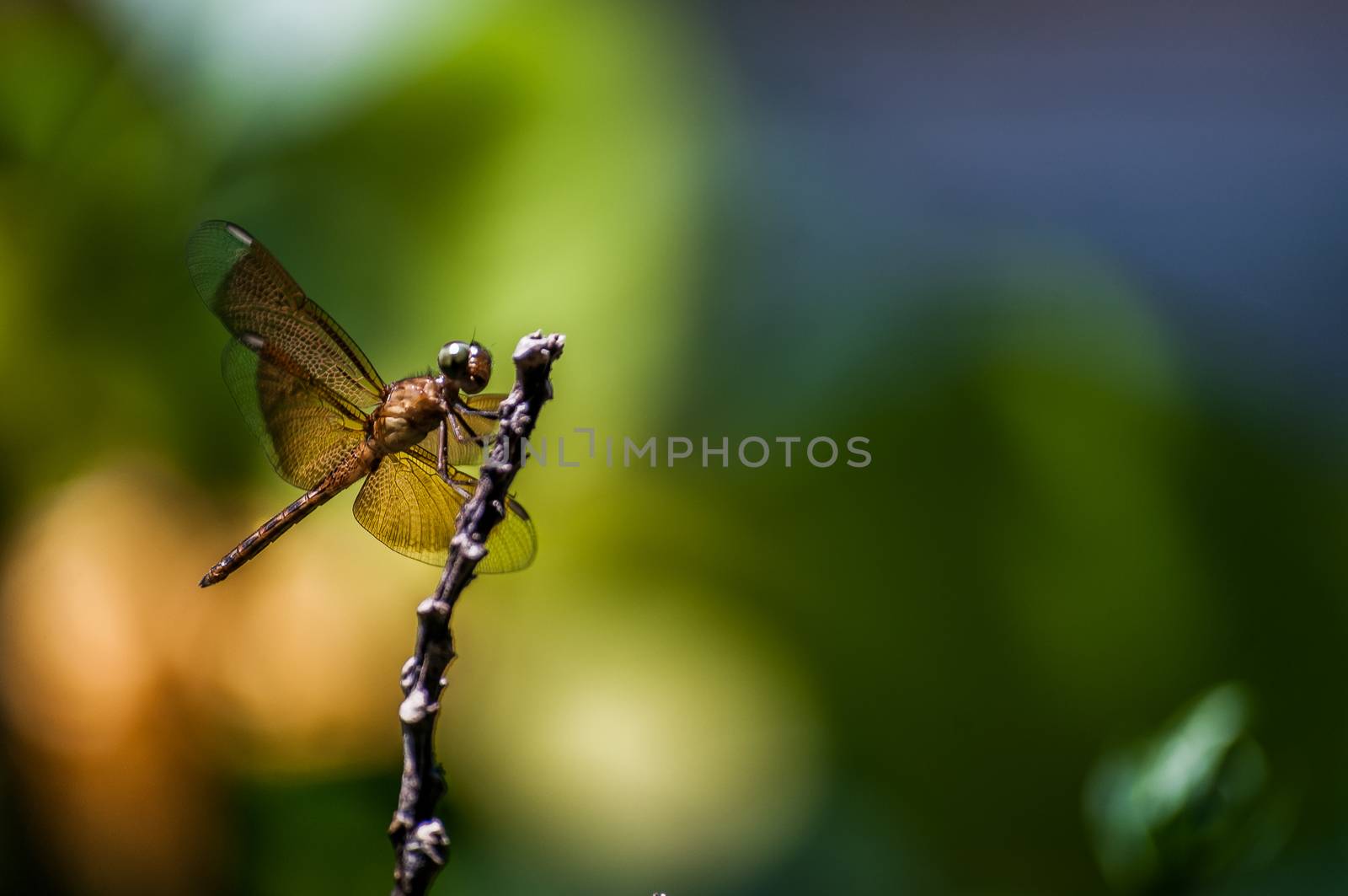 A shot of a red dragonfly.