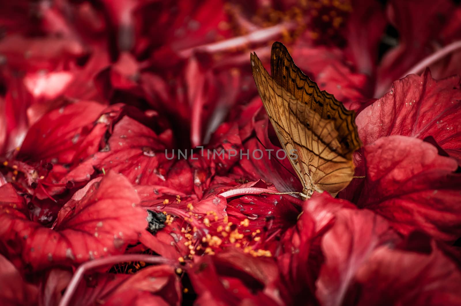 A shot of a butterfly feeds on red hibiscus flowers.