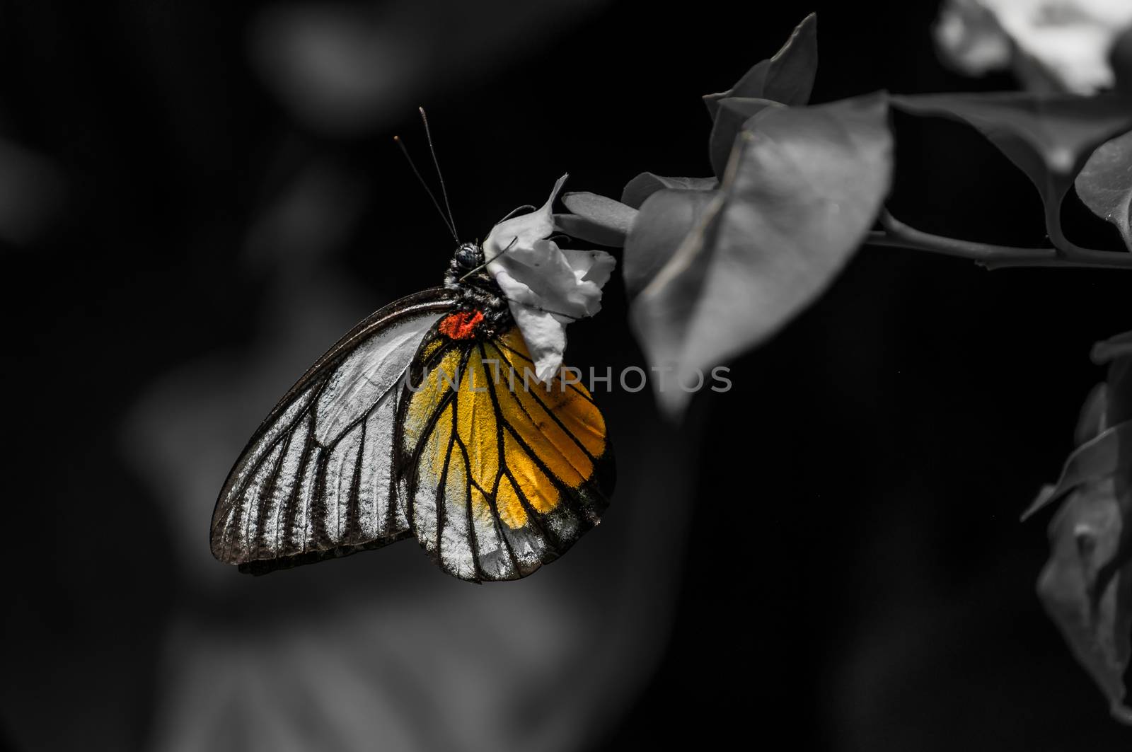 A selective coloring shot of a painted jezebel while feeding.