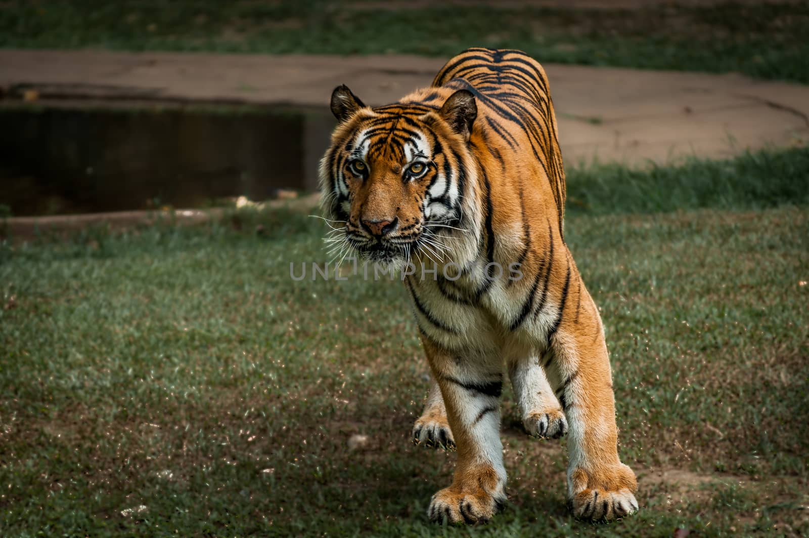 A shot of a siberian tiger ready to strike.
