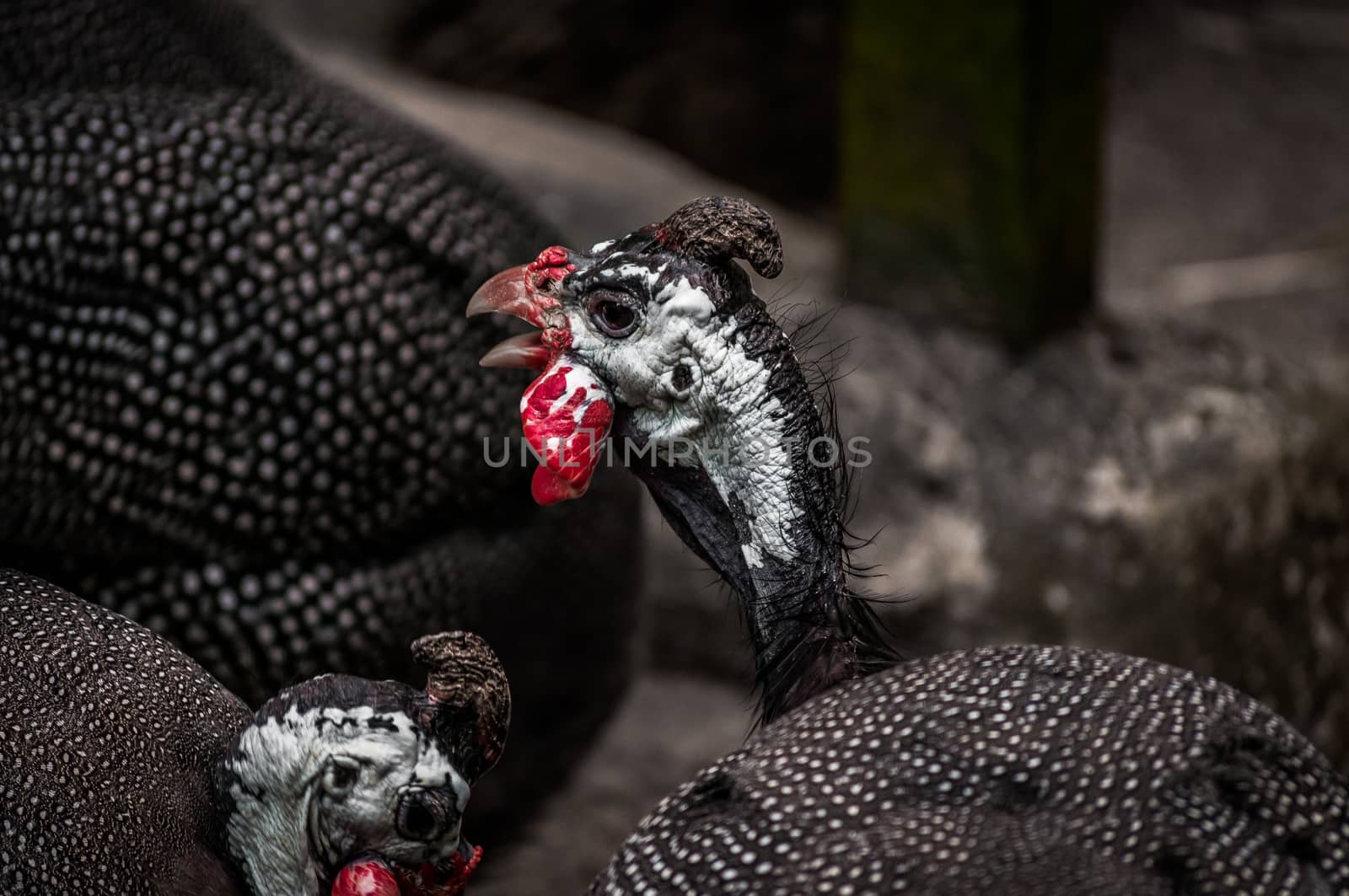 A close up shot of turkeys.