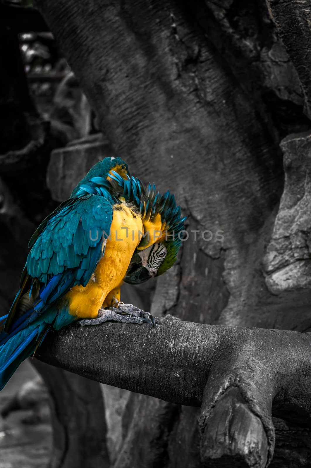A selective coloring shot of a macau.