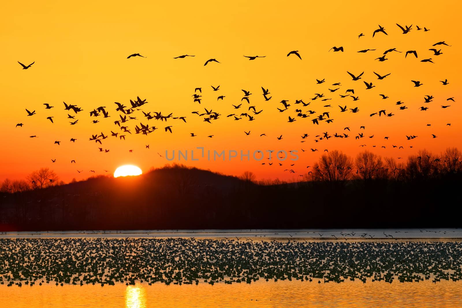 A flock of Snow Geese take flight at Middle Creek Wildlife Management Area in Lancaster County, Pennsylvania, USA.