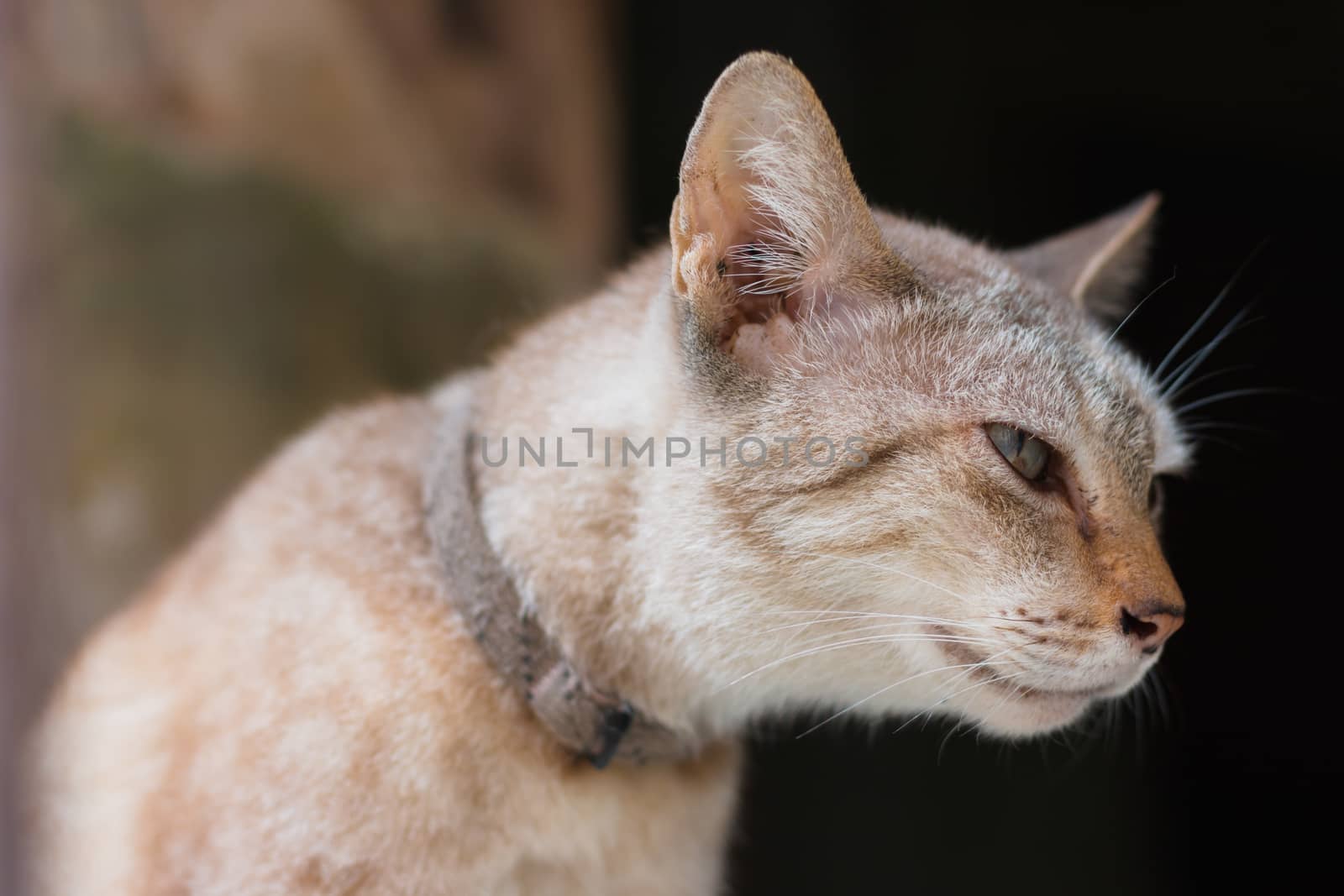 Stray cat living in an abandoned house.