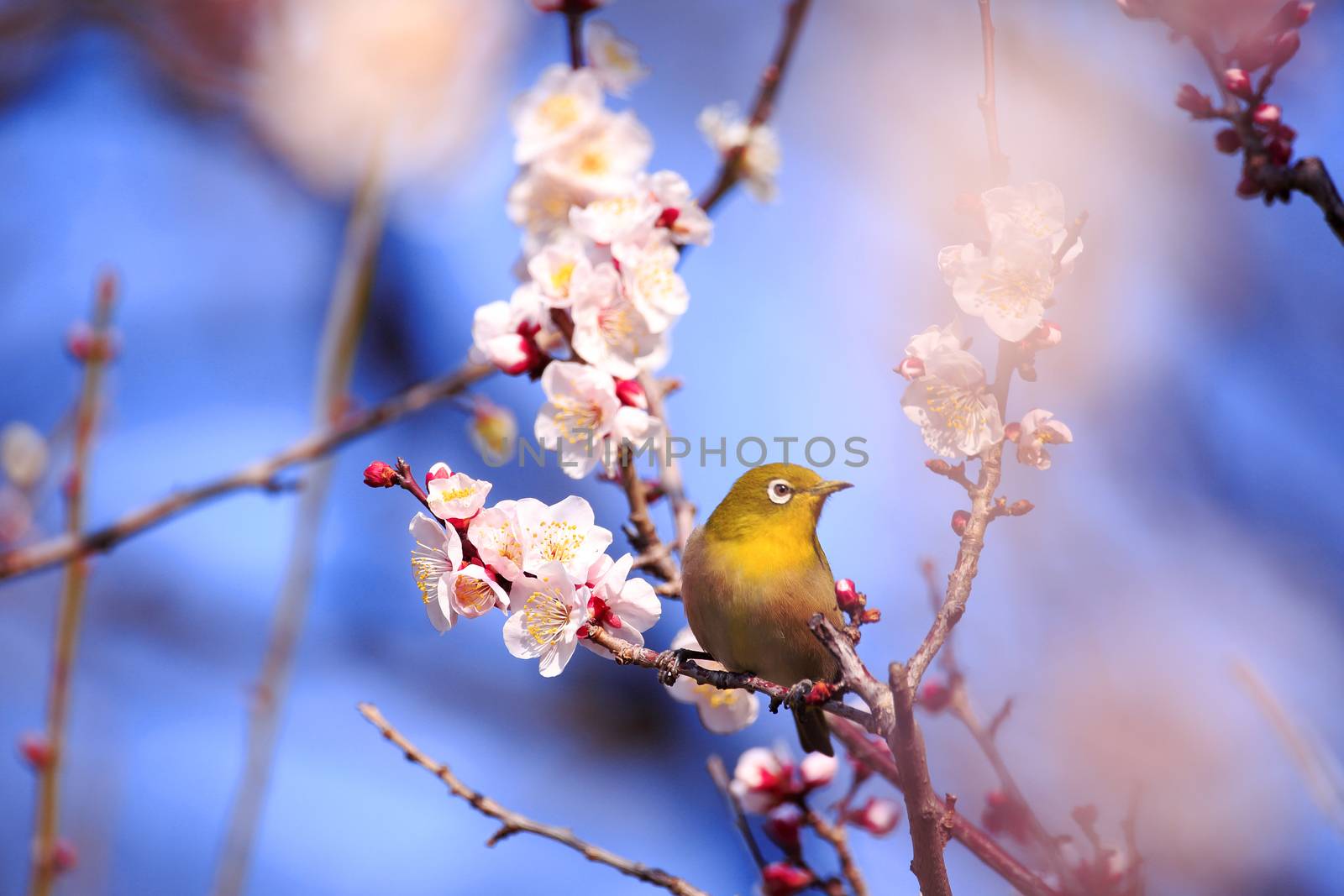 Mejiro on a twig of japanese apricot by yoshiyuki__kaneko