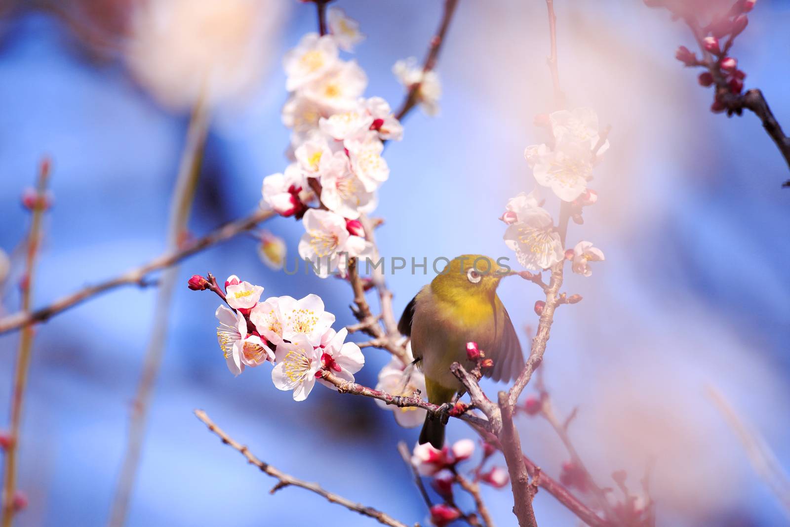 Mejiro on a twig of japanese apricot