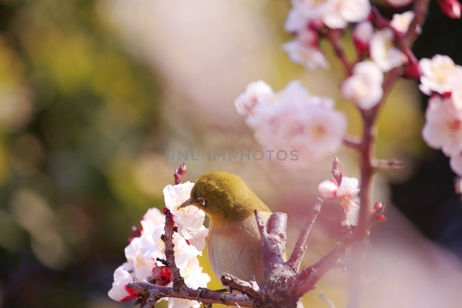 Mejiro on a twig of japanese apricot by yoshiyuki__kaneko
