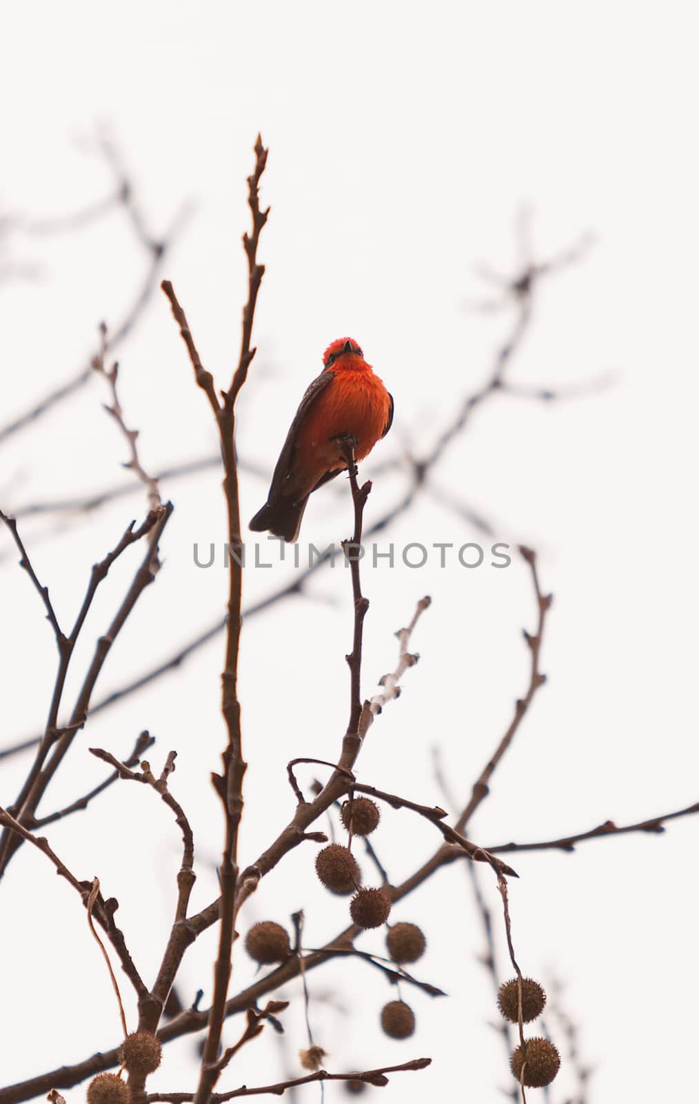 A male vermilion flycatcher bird, Pyrocephalus rubinus, perches in a tree at the San Joaquin marsh and wildlife sanctuary, Southern California, United States