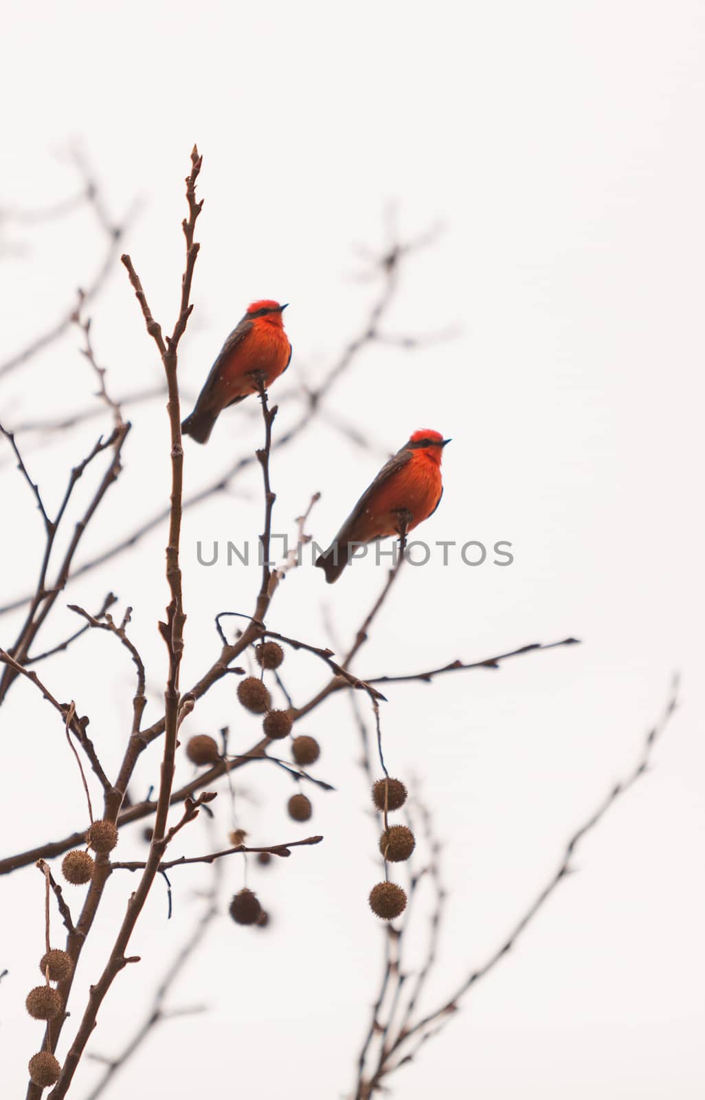 A male vermilion flycatcher bird, Pyrocephalus rubinus, perches in a tree at the San Joaquin marsh and wildlife sanctuary, Southern California, United States