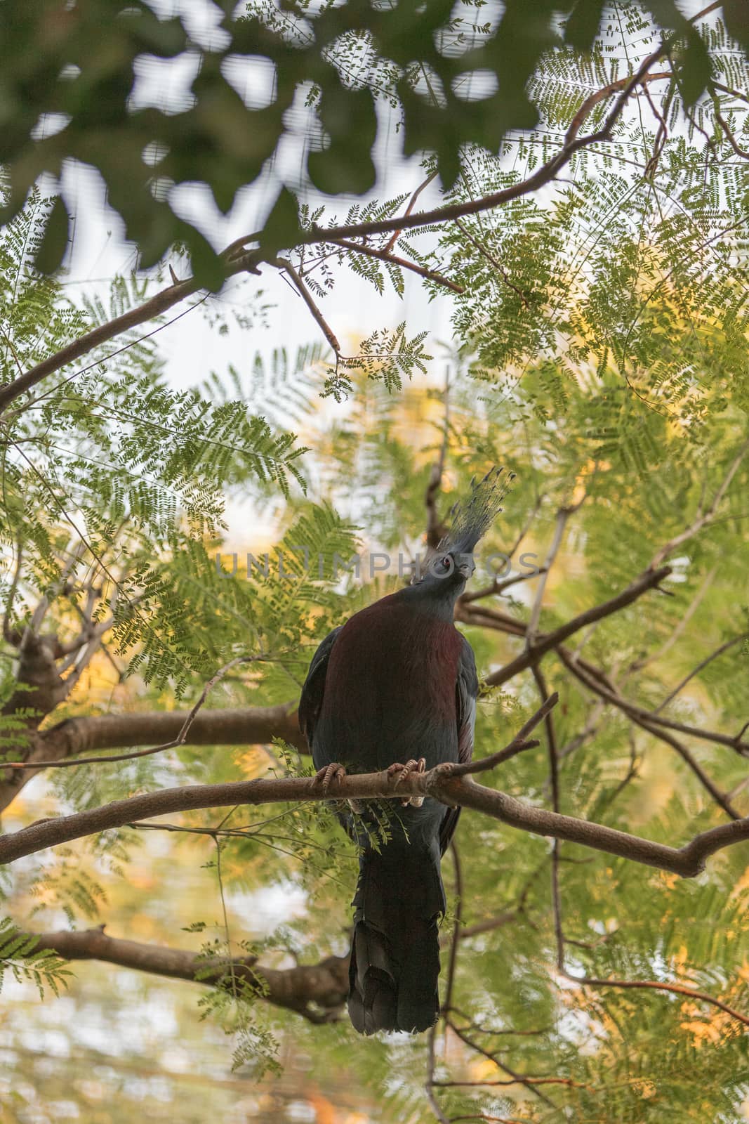 Victoria crowned pigeon, Goura victoria, is found in Northern New Guinea