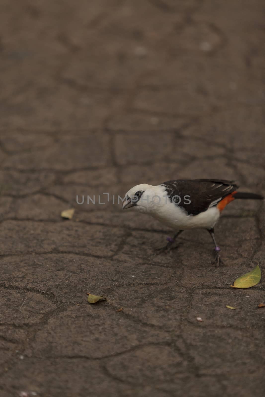 White-headed Buffalo weaver, Dinemellia dinemelli, bird is small with a white head and a bright orange belly