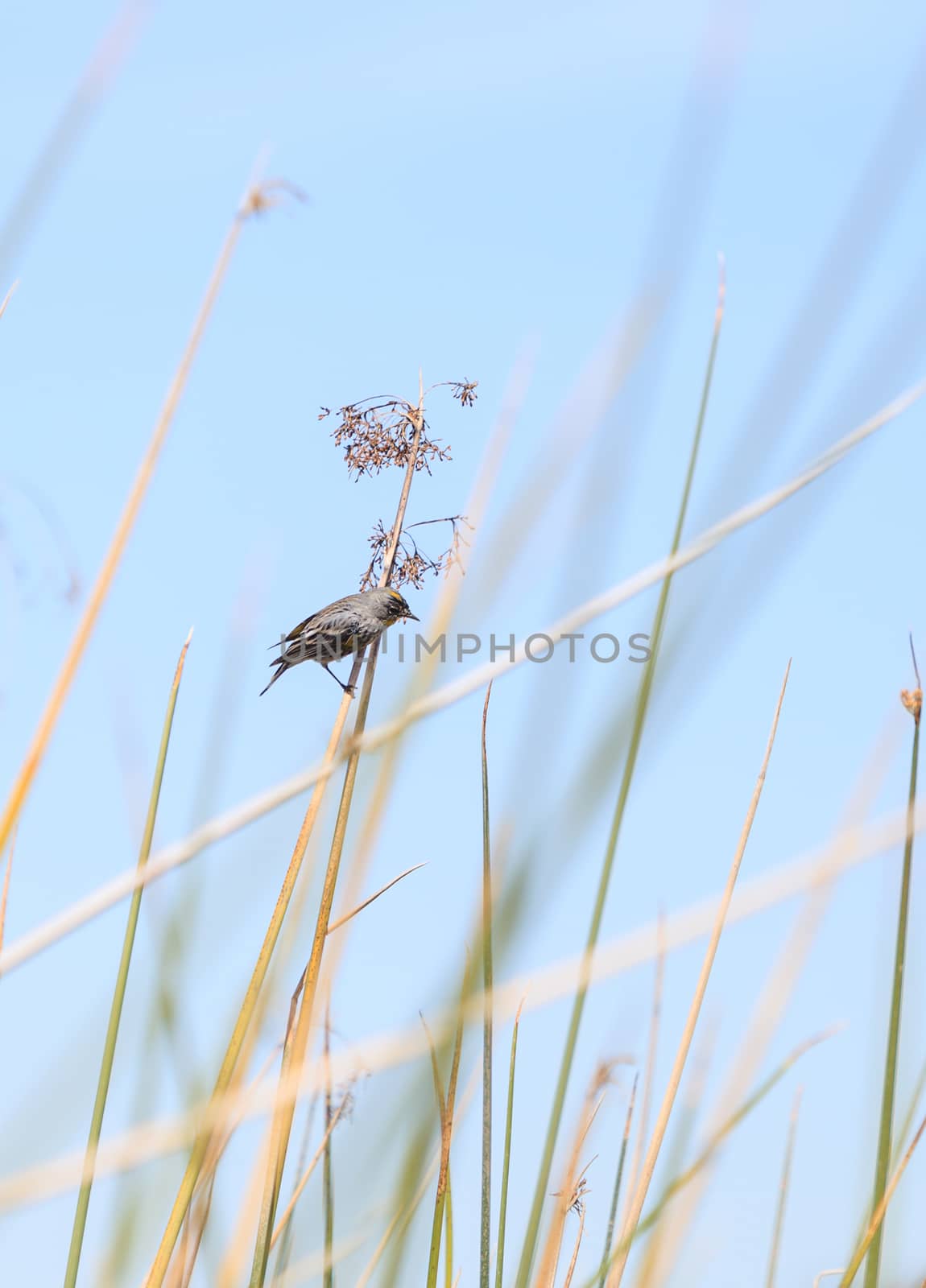 Yellow-rumped warbler, Setophaga coronata, hides among the reeds at the San Joaquin wildlife sanctuary.