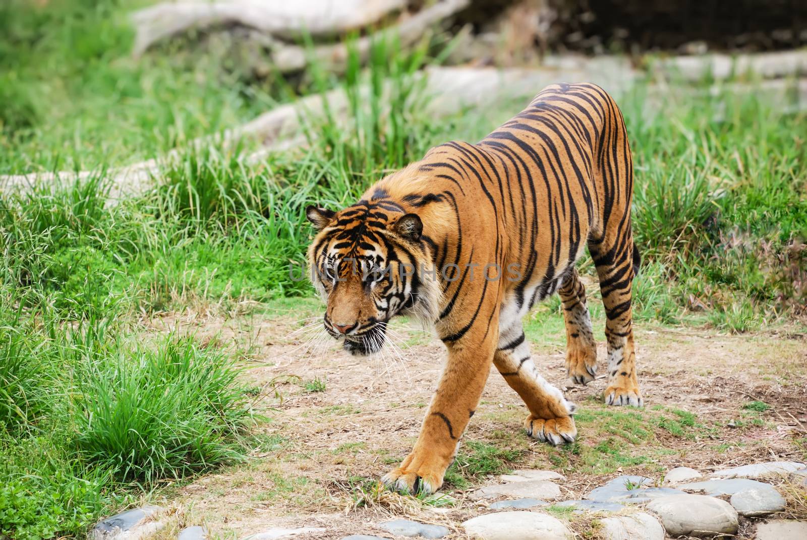 Bengal tiger walking and looking down in front.