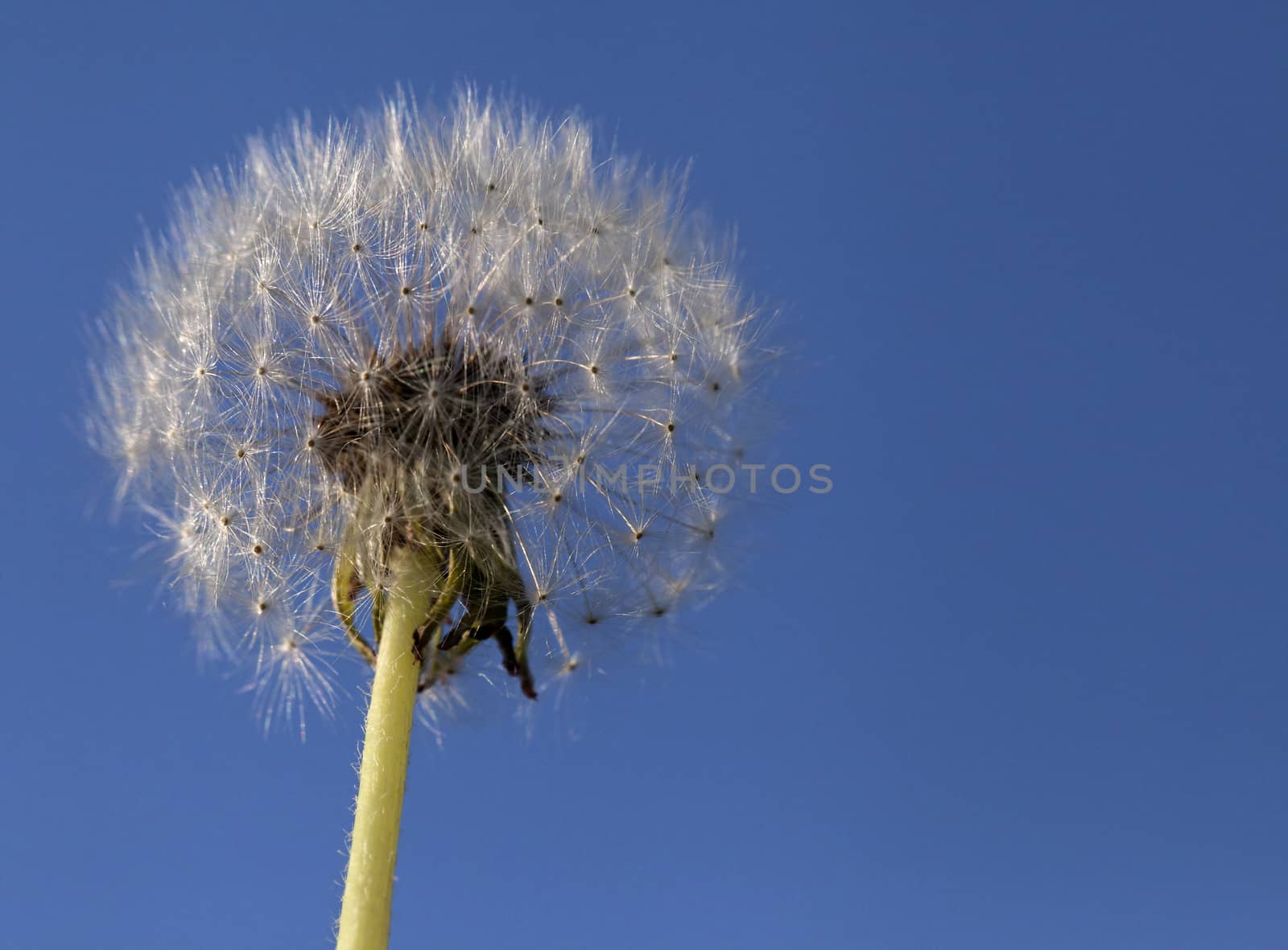 Fluffy head of dandelion against green grass