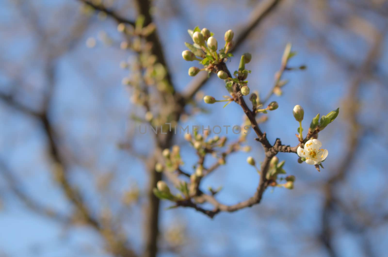 First flowers on the tree in the early spring. Blue sky in the background.