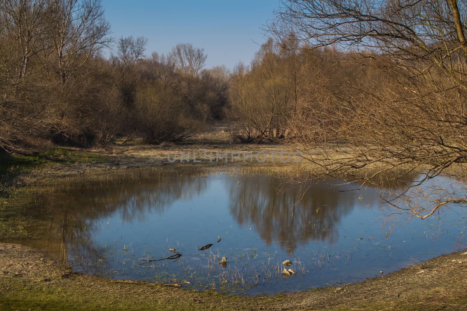 Lake and a forest in the late spring afternoon by YassminPhoto