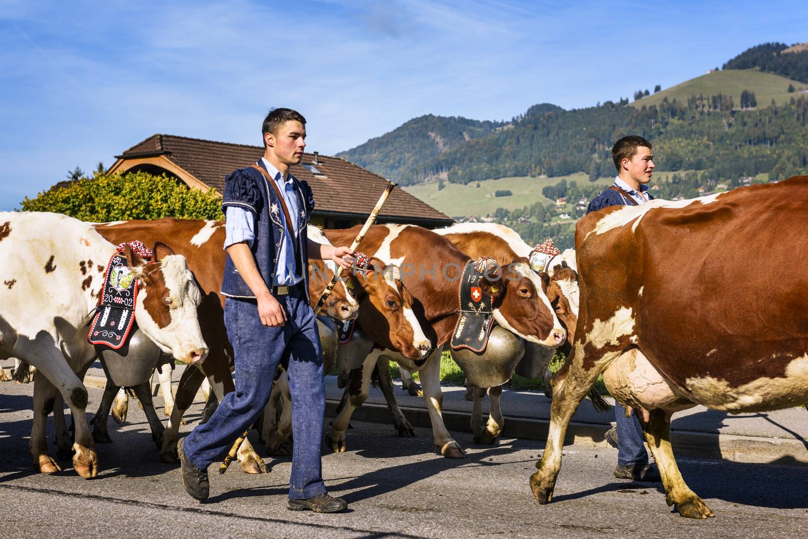 Charmey, Fribourg, Switzerland - 26 September 2015 : Farmers with a herd of cows on the annual transhumance at Charmey near Gruyeres, Fribourg zone on the Swiss alps