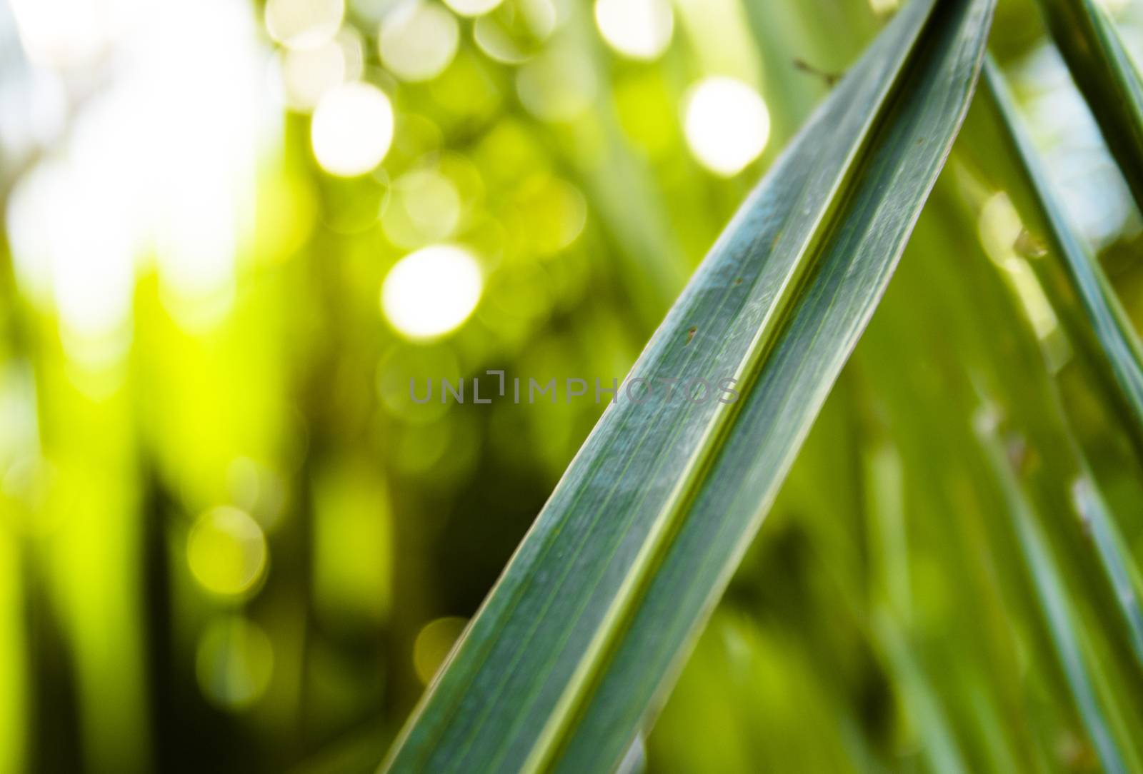 an abstract shot of a Green leaf focussed on up close with shallow depth of field 