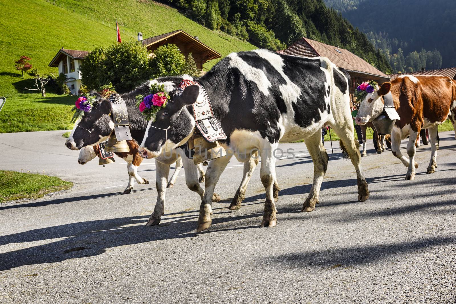 Cows on the annual transhumance at Charmey near Gruyeres, Fribourg zone on the Swiss alps