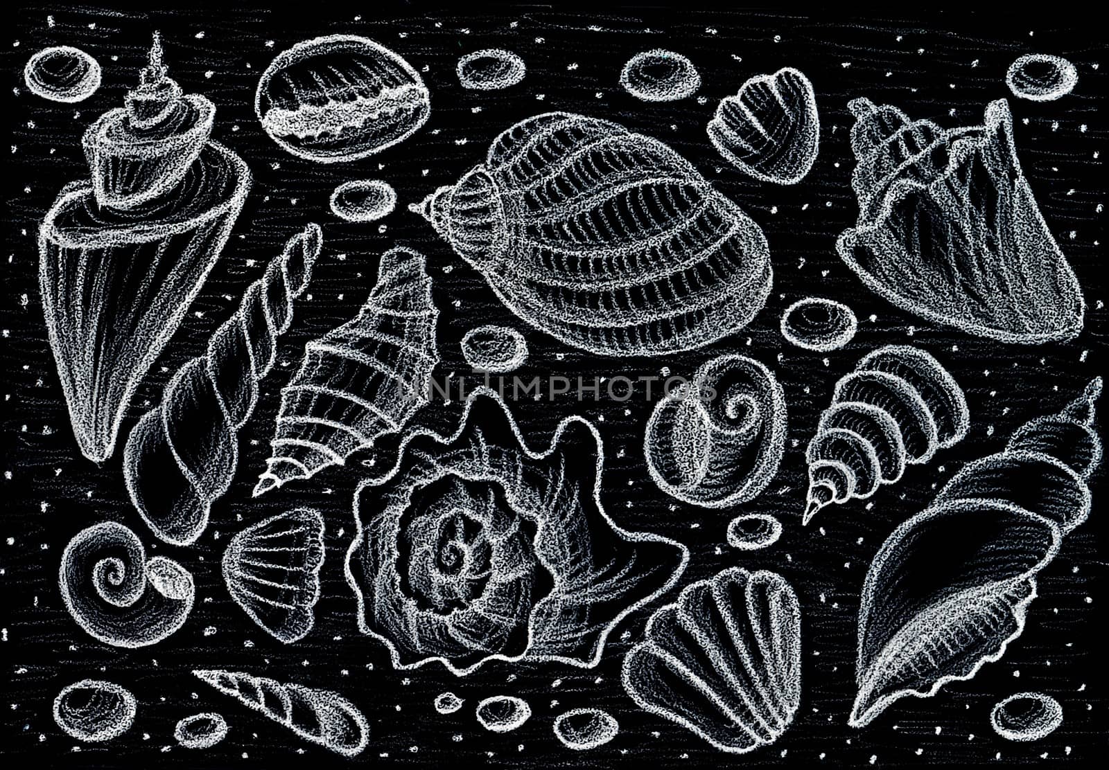 Set shells - Chalk board - Hand drawing pencil - Fast Sketch.