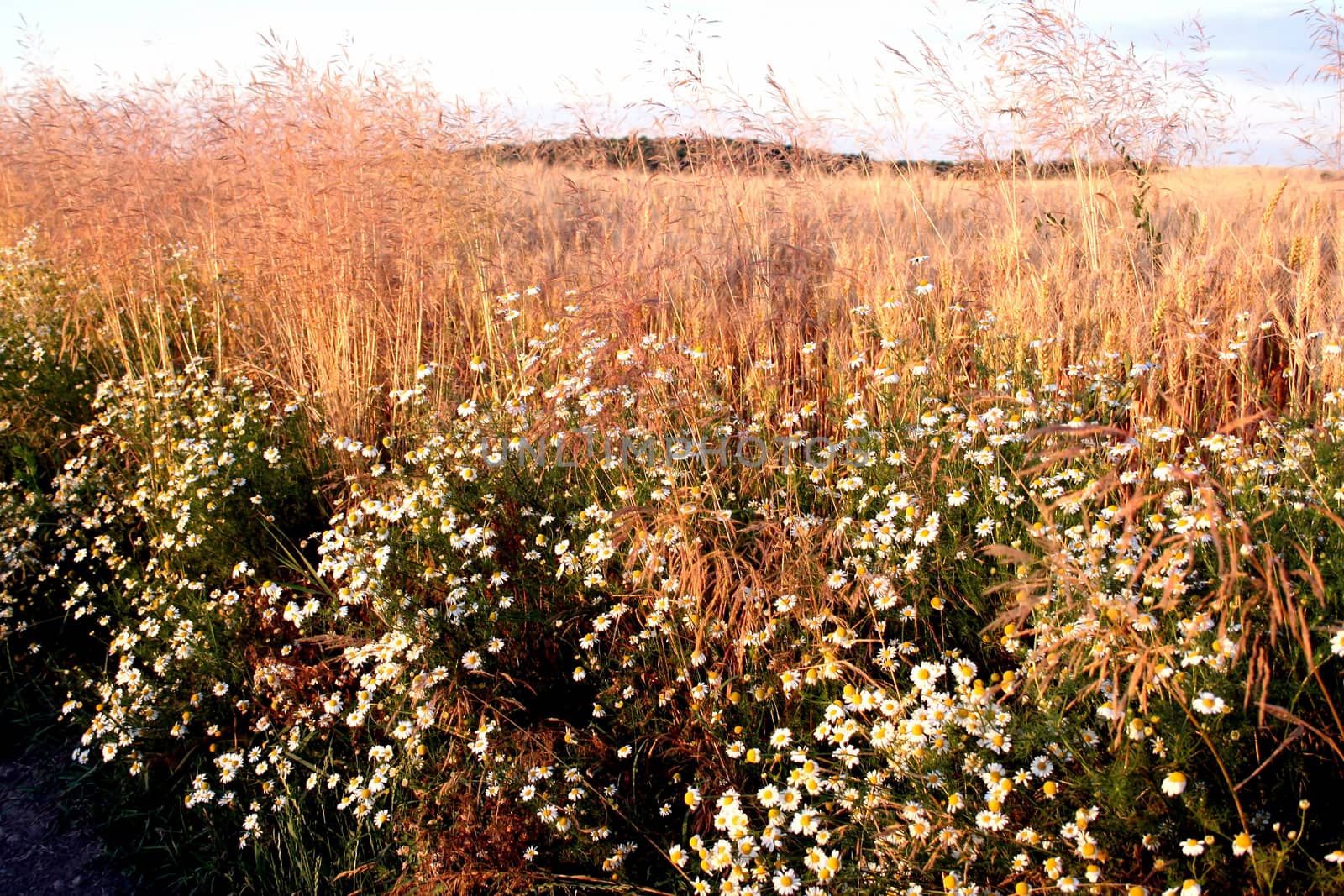 The rural road protected with camomiles at a sunset