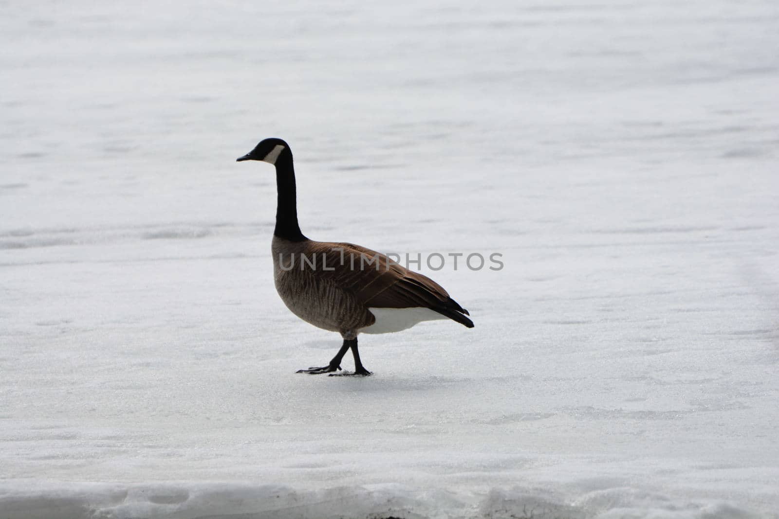 Canada goose walking across frozen lake