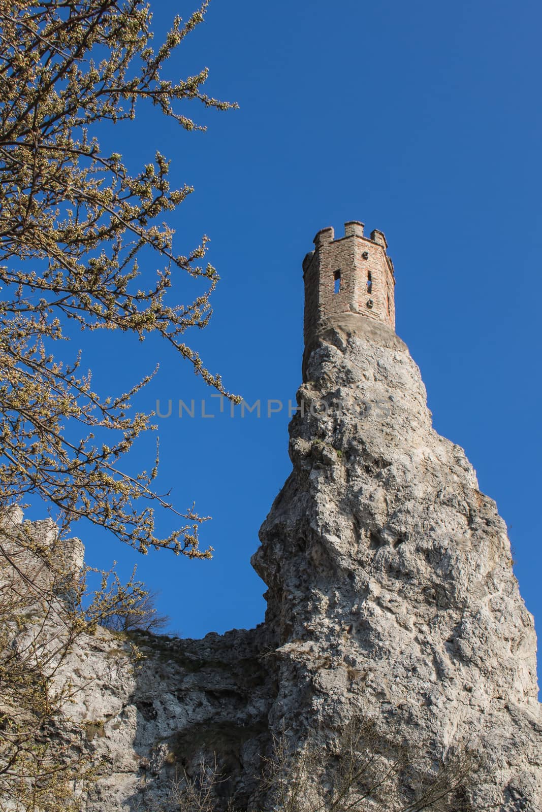 Rocks of the former fortress with a Maiden Tower, part of ruins of castle Devin in Slovakia. Twigs of the early spring tree with small leaves. Bright blue sky.