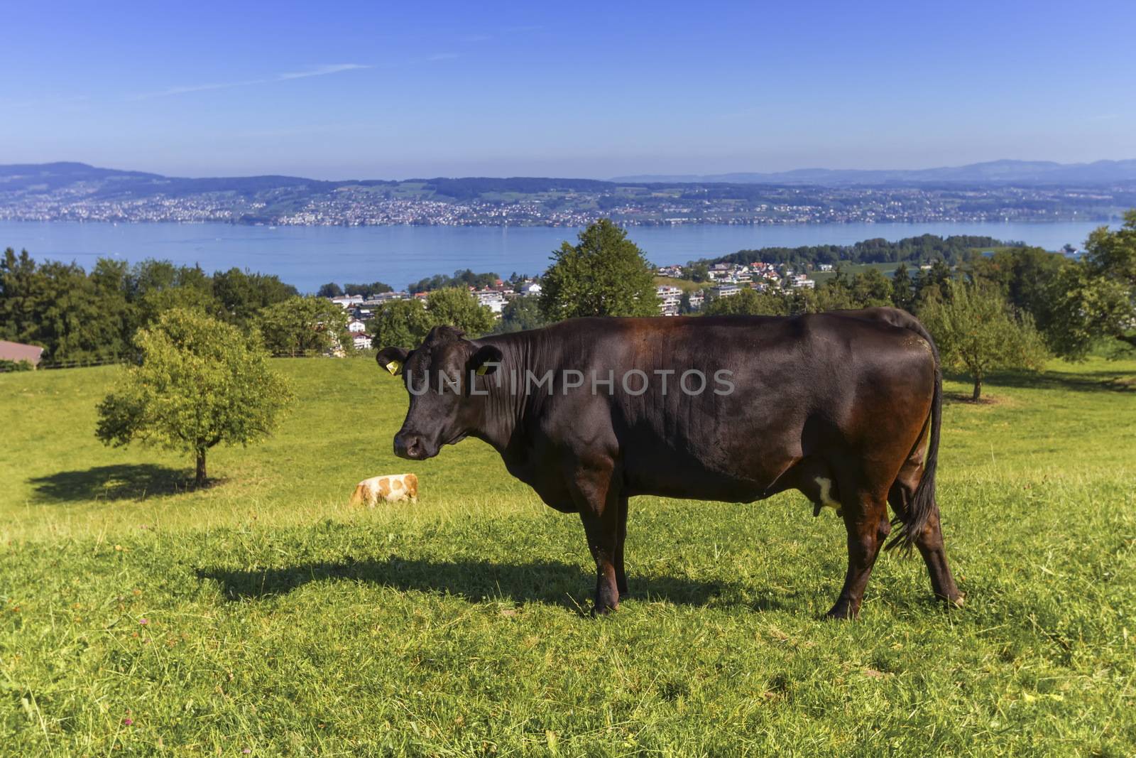 Brown cow and Zurich lake, Switzerland by Elenaphotos21