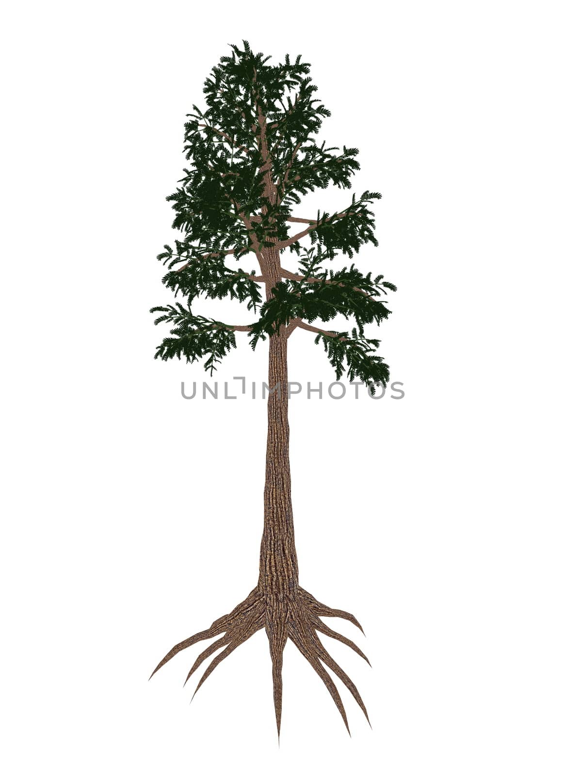Archaeopteris prehistoric tree isolated in white background - 3D render