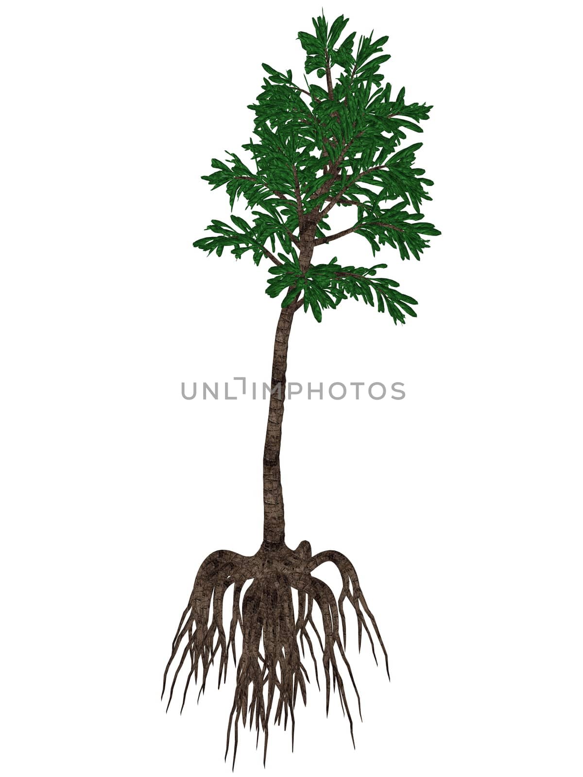 Cordaites angulostriatus prehistoric arboreal plant isolated in white background - 3D render