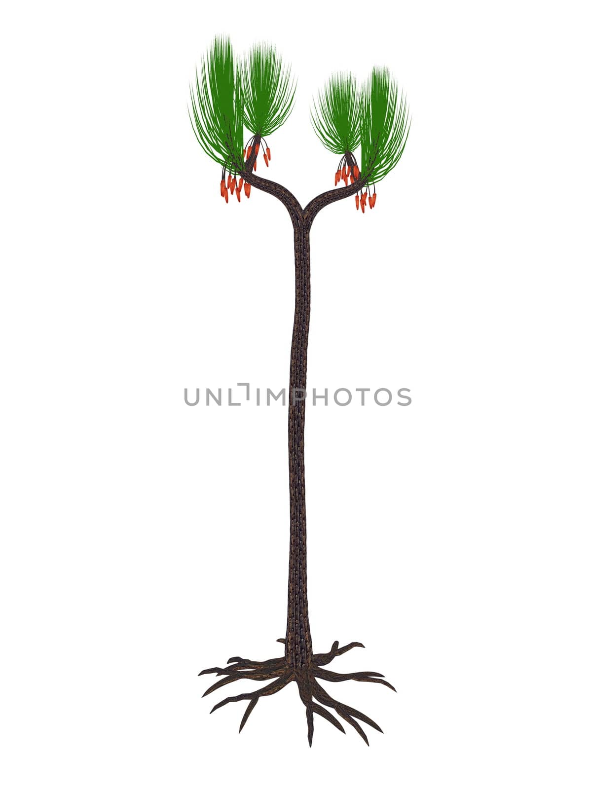 Sigillaria scutellata prehistoric plant isolated in white background - 3D render