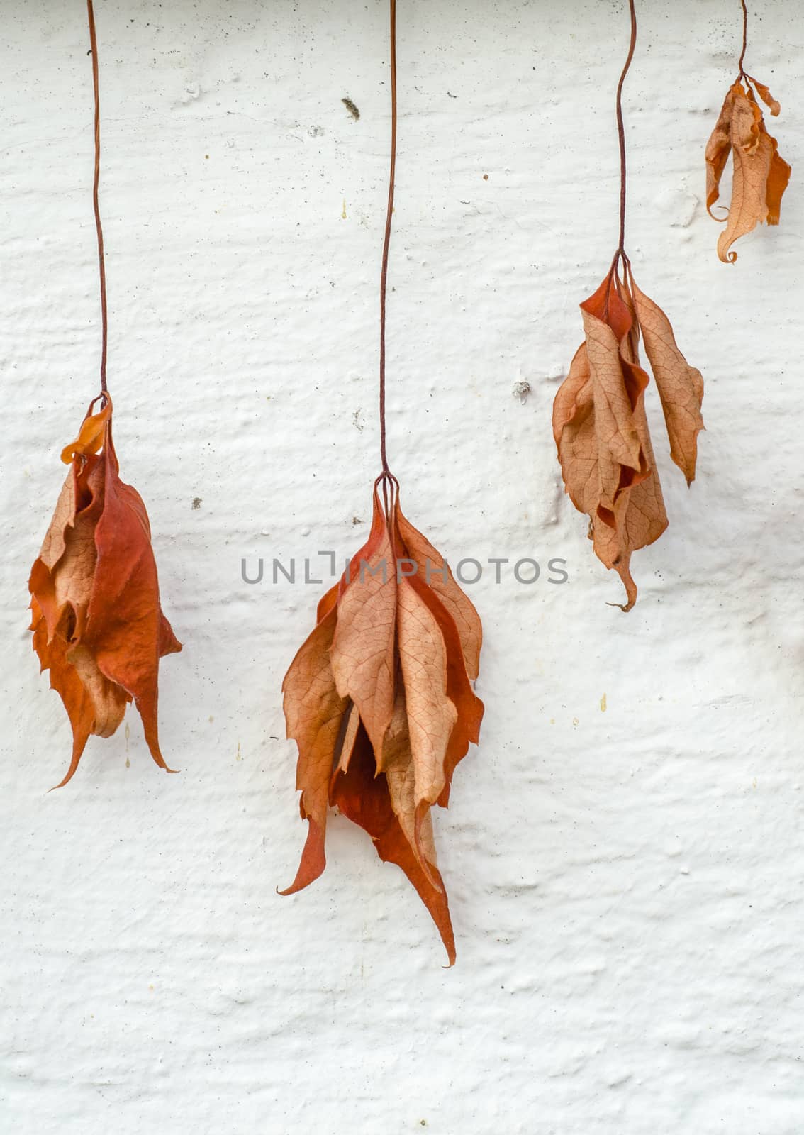 Conceptual Fall Image Of Dry And Withered Dead Leaves Hanging Against A White Wall
