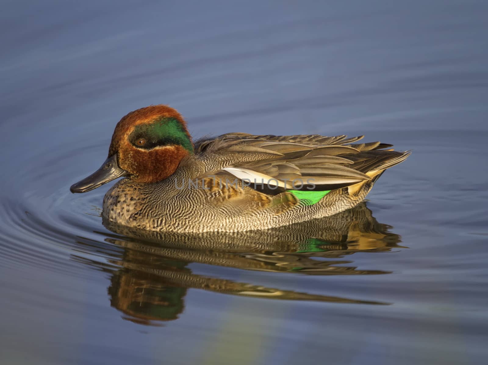 Eurasian teal or common teal, anas crecca by Elenaphotos21