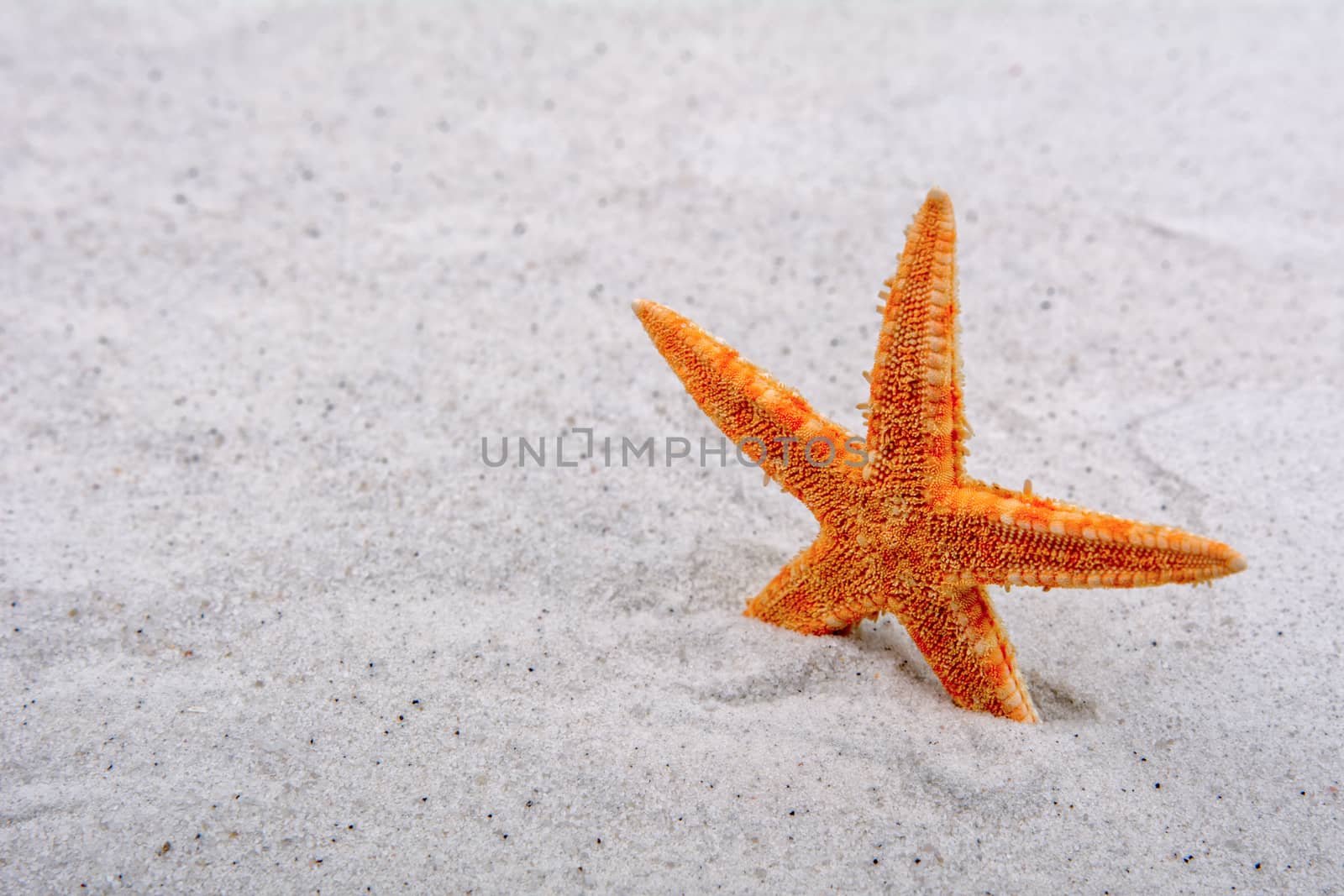 Orange starfish in a grey sand background