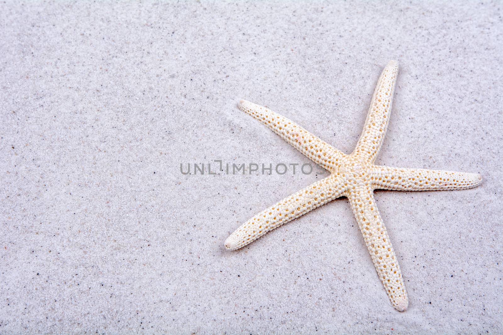White starfish on a sand background by neryx