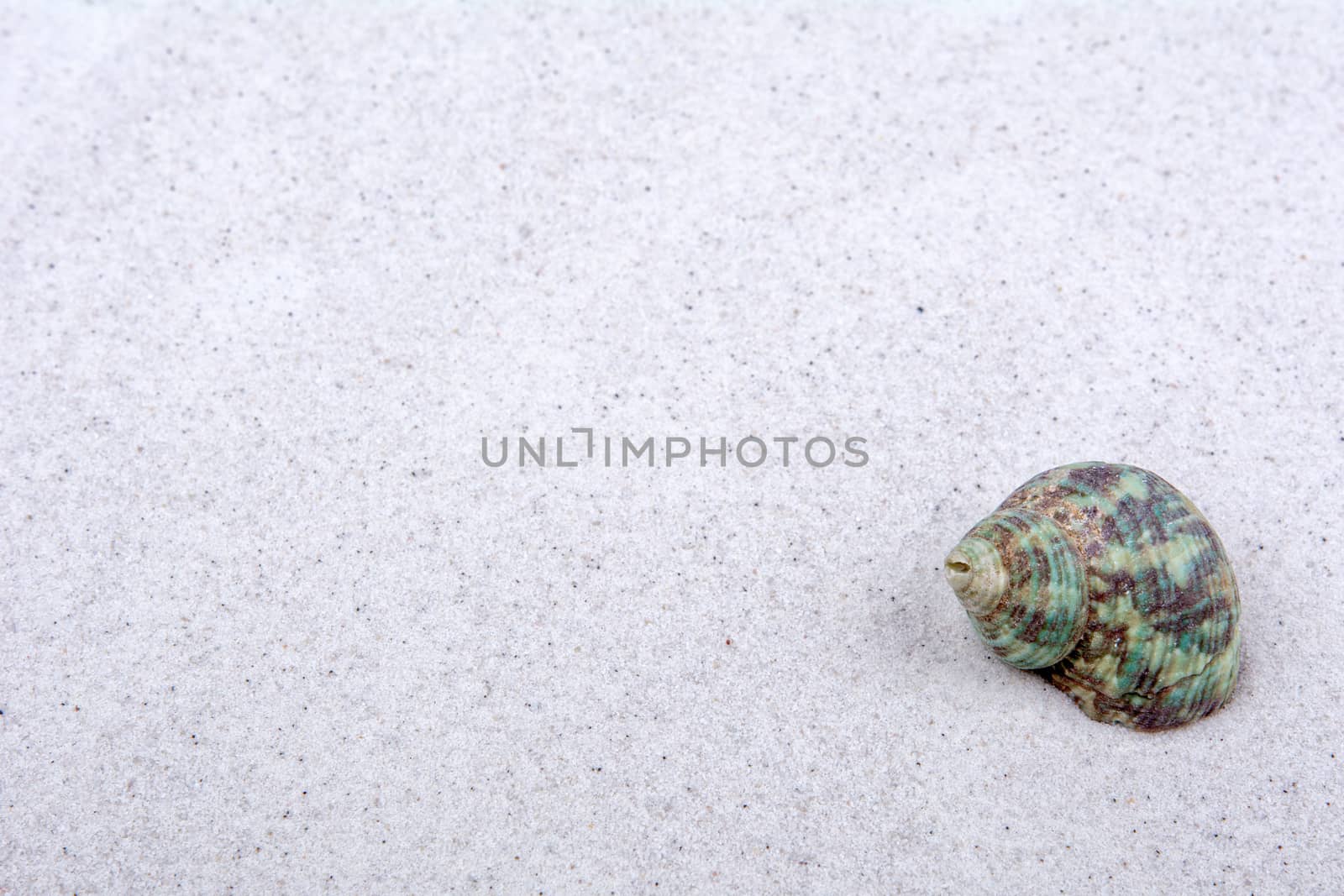 Dark green shell on a grey sand background